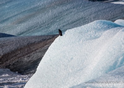 Glacier Lagoon Iceland