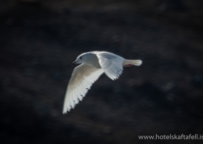 Glacier Lagoon Iceland