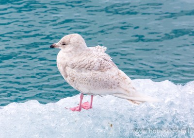 Glacier Lagoon Iceland