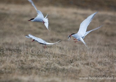 Glacier Lagoon Iceland