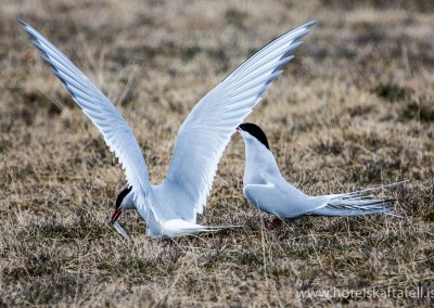 Glacier Lagoon Iceland