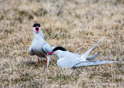 Glacier Lagoon Iceland