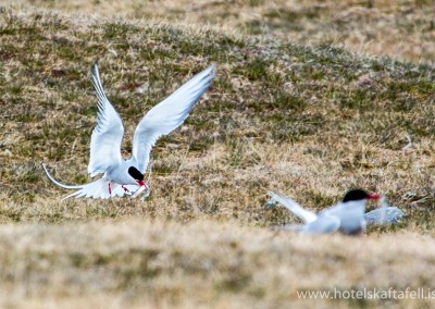 Glacier Lagoon Iceland