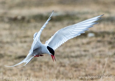 Glacier Lagoon Iceland