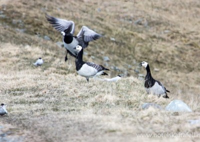 Glacier Lagoon Iceland