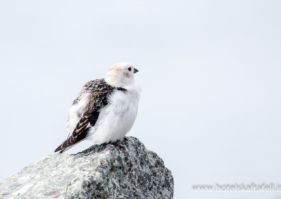 Glacier Lagoon Iceland