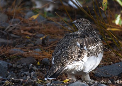 Skaftafell National Park, Iceland