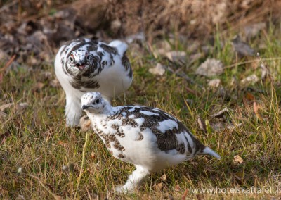 Skaftafell National Park, Iceland