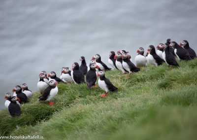Puffins