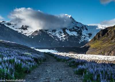 Svínafellsjökull